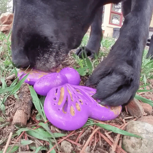 Sodapup Butterfly - Ultra Durable Nylon Chew Toy & Food Holder