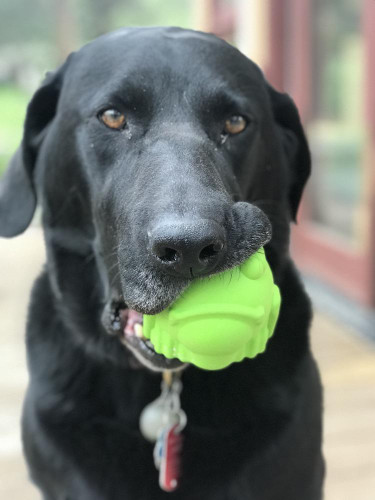 Sodapup Bullfrog treat dispensing toy