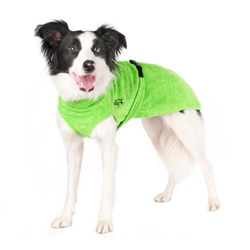 Black and white Border Collie wearing the Soaker Robe in Lime to help cool her down.