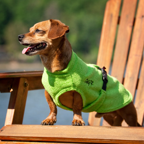 Miniature Dachshund mix wearing the Soaker Robe on a hot summer day to cool down.