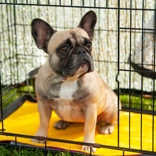 French Bulldog using the Alpine Mat as a crate pad