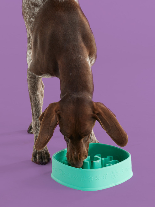 Messy Mutts Interactive Slow Feeder for Dogs, Blue