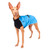 Pharaoh Hound wearing a Harbour Slicker in Turquoise