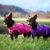 Kelpies wearing new colours Bubble Gum Pink and Imperial Purple