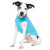 Black and white dog sitting with the Arctic Blue Chilly Sweater on.