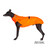 Black Whippet dog wearing the Chilly Sweater in Blaze Orange.