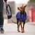 Doberman wearing the Chilly Sweater in Navy