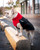 French Bulldog wearing the Great White North coat in Classic Red