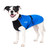 Pitbull mix dog wearing the Chilly Dogs Alpine Blazer in Royal Blue