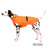 Dalmatian dog wearing the Chilly Dogs Alpine Blazer in High Visibility Orange