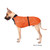 Great Dane dog wearing the Chilly Dogs Alpine Blazer in Burnt Orange