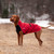 Vizsla jumping and playing in the Alpine Blazer in Red