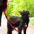 Dog wearing Perfect Fit Harness fleece leash in red