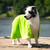 Border Collie wrapped in the Soaker Bath Towel after a swim