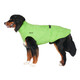 Bernese Mountain Dog wearing the Soaker Robe in Lime to help him dry.