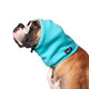 Boxer dog wearing the Head Muff in Arctic Blue
