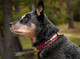 Australian Cattle Dog wearing the Smoochy Poochy Reflective Collar in Red
