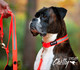 Boxer wearing the Smoochy Poochy Reflective Collar in Orange