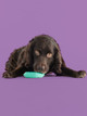 YOMP ChillChew teether for dogs