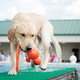 Labrador carrying orange Kong Wet Wubba out of the water