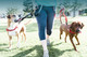 JWalker Dog Harness Pack Walk