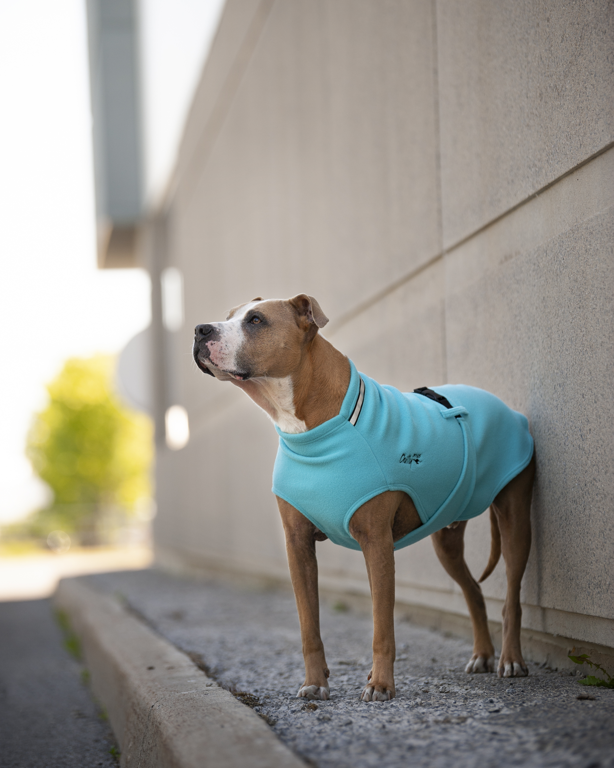 Dog Coats - Canadian-Made Jackets for Dogs of All Sizes