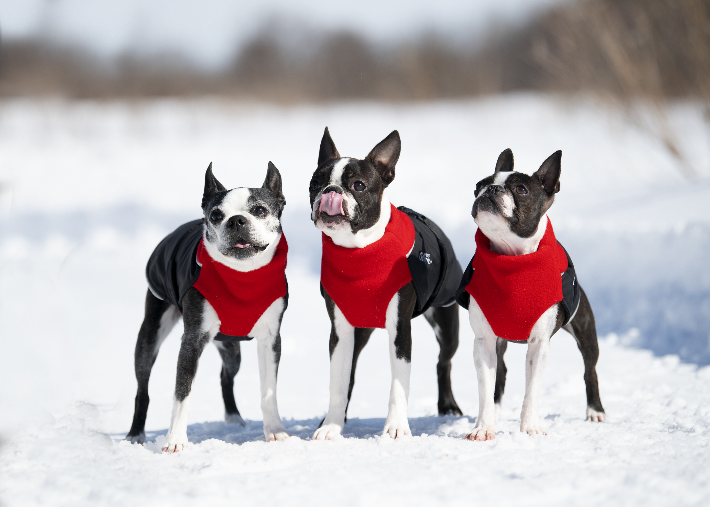 Branded dog shop coats