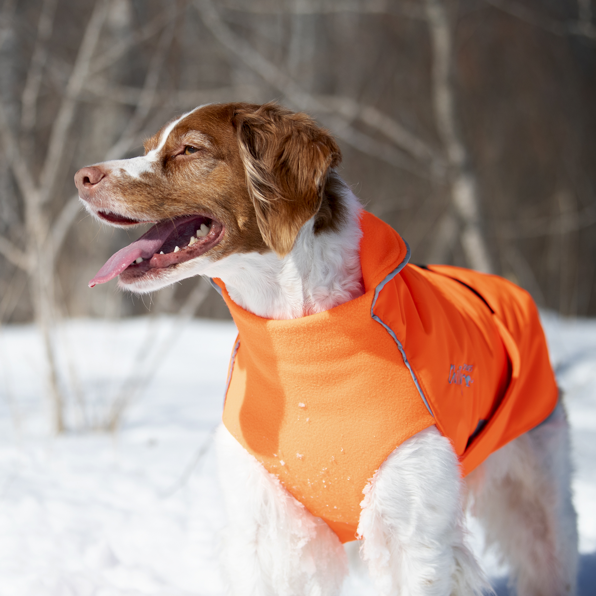 Goretex dog store coat