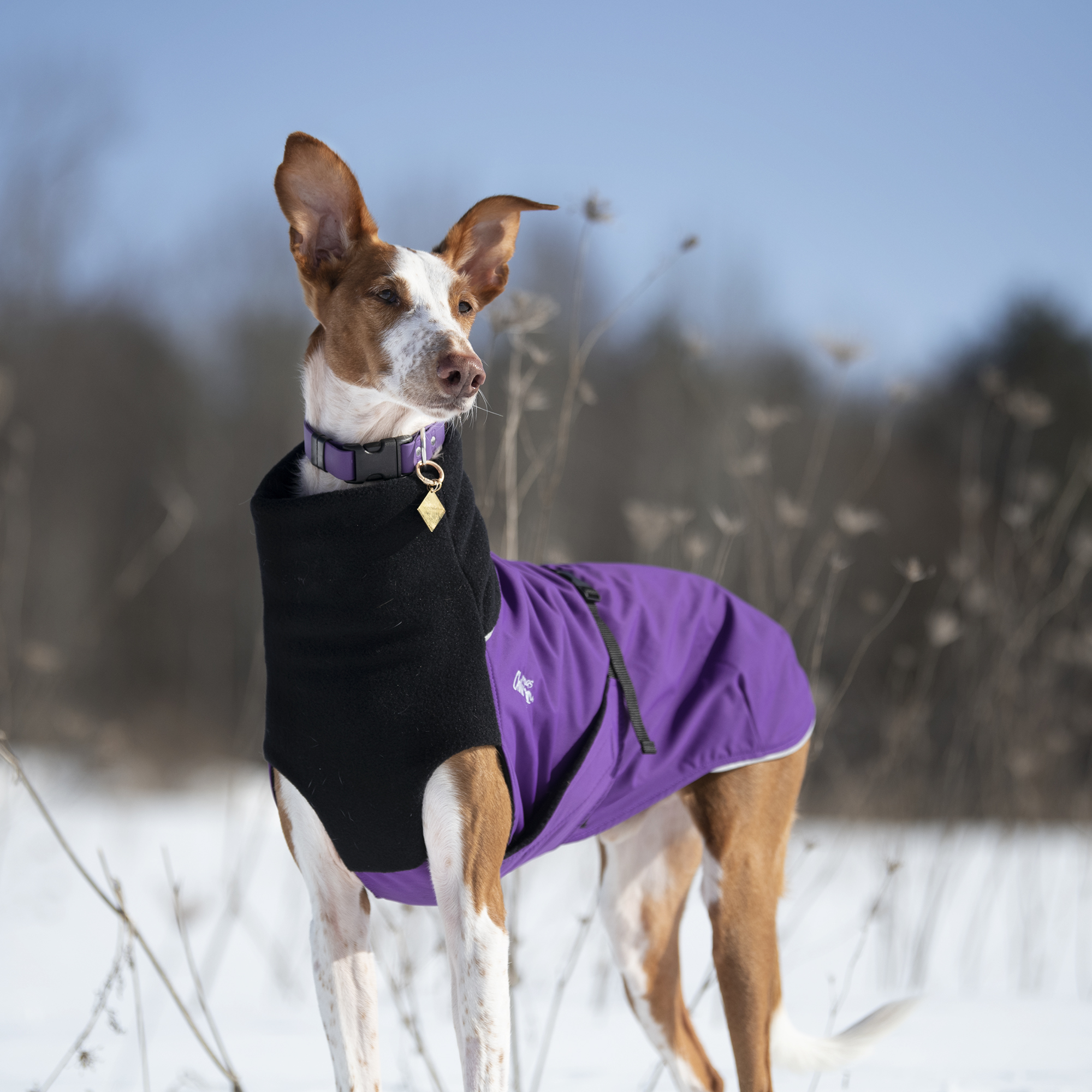 Dog Coats - Canadian-Made Jackets for Dogs of All Sizes