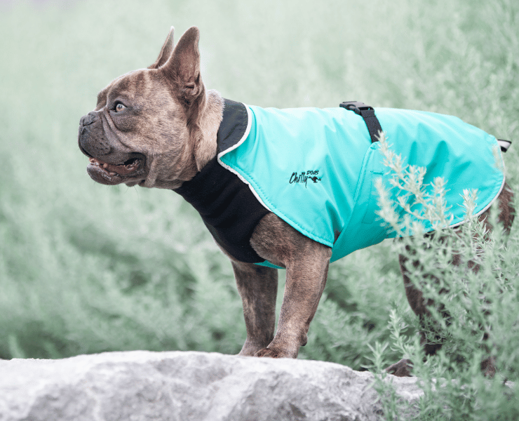 Shop Dog Pajamas in Canada