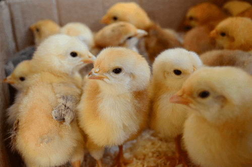 Baby Chick