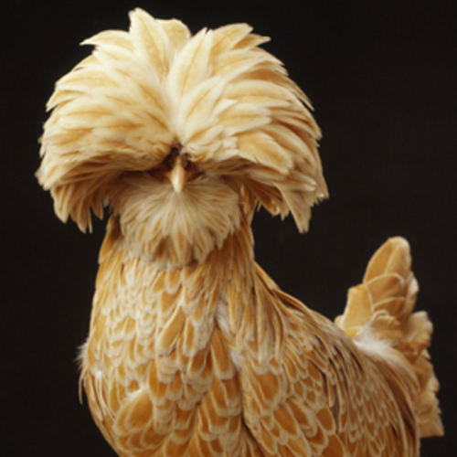 Silkie chick