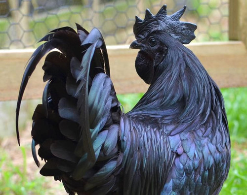 Ayam Cemani chick