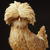 Silkie chick