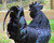 Ayam Cemani chick