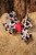 Moo Fuchsia Baby Bow Barette