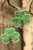 Feeling Lucky Shamrock Earrings 