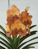 Vanda Fraya Beauty - 50mm