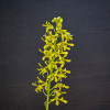 Den. Jensen Angel flowering size