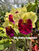 Rlc. Odin Sapphire - 50mm