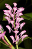 Aerides rubescens- 50mm
