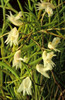 Den. acerosum - 50mm