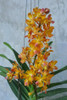 Nobleara Tango Fire 'Yellow' = 50mm