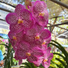 Vanda Uraiwan Belle 'Varintha' - 50mm