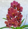 Vanda Picha 'Brown' - 50mm