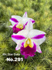 Rlc. Star Gate 'No. 291' - 50mm