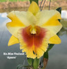 Rlc. Miss Thailand 'Apasra' - 50mm