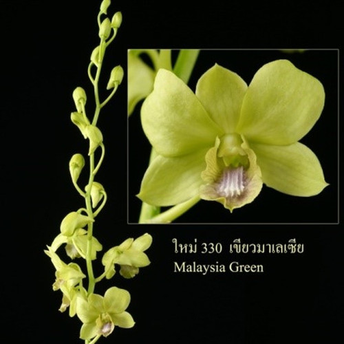 Den. Malaysia Green - advanced
