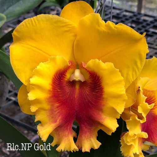 Rlc. NP Gold - 50mm