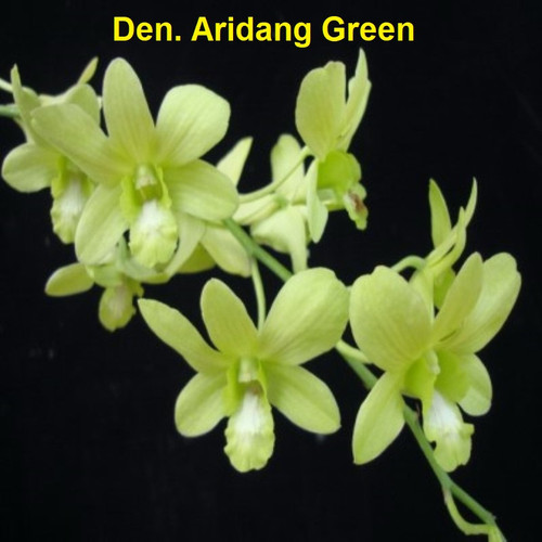 Den. Aridang Green - advanced